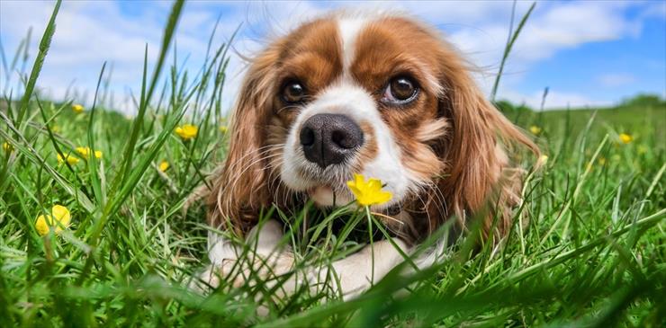 Psy - piesek w trawie.jpg