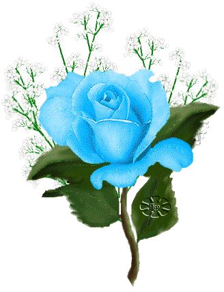 róża--piękny kwiat - 66304.gif
