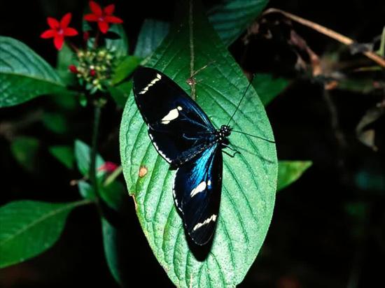 motyle i owady - motyl 5.jpg