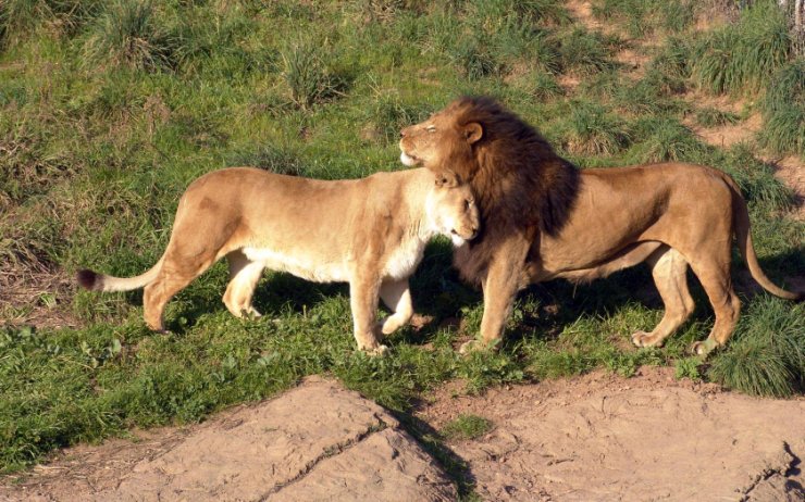 Zwierzęta - Lions_m2.jpg