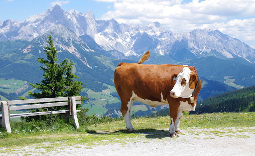 krowy - krowa.jpg