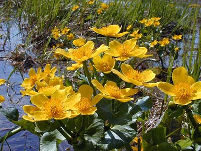 Kwiaty Chomisia52 - 151.jpg