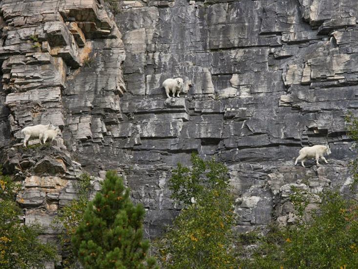 kozice - crazy-goats-on-cliffs-6.jpg