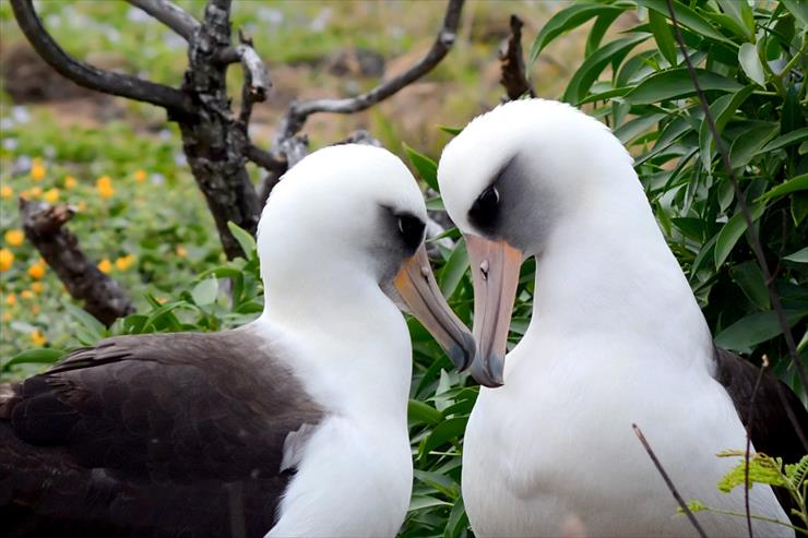 albatrosy - albatrosy ciemnolice.jpg