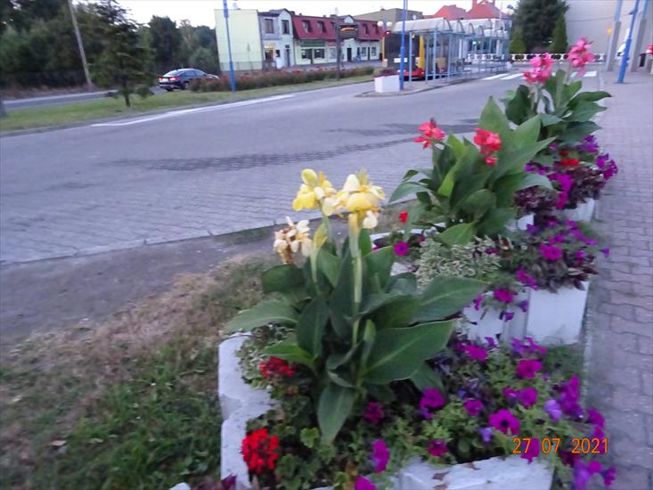 Kwiaty w Pszowie - DSC06516.JPG