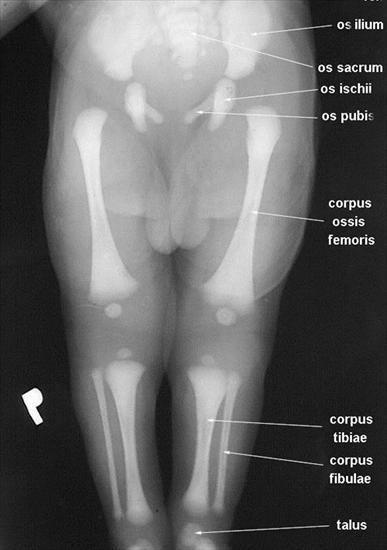 anatomia radiologiczna - 4.jpg