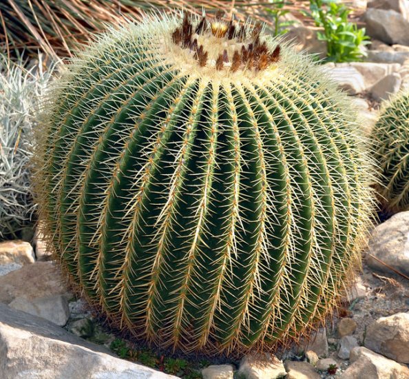 tapety -  KAKTUSY - super-cactus.jpg