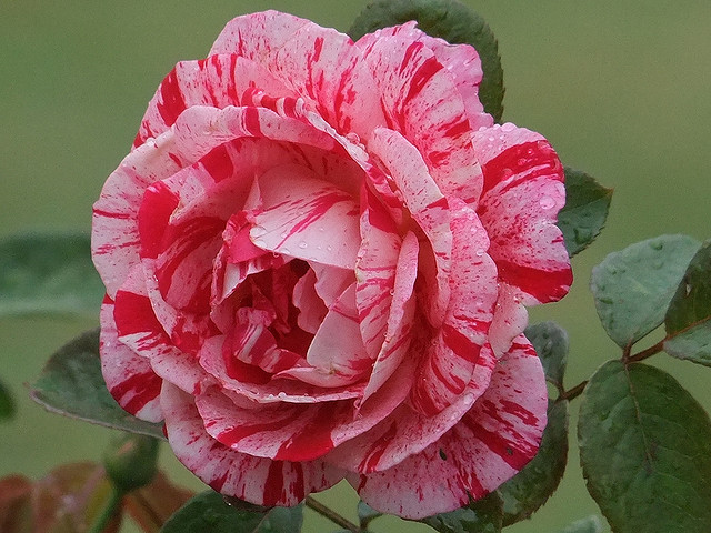 róże - mll.jpg